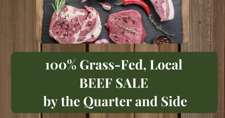 Wholesale, Grass-Fed Beef Sale